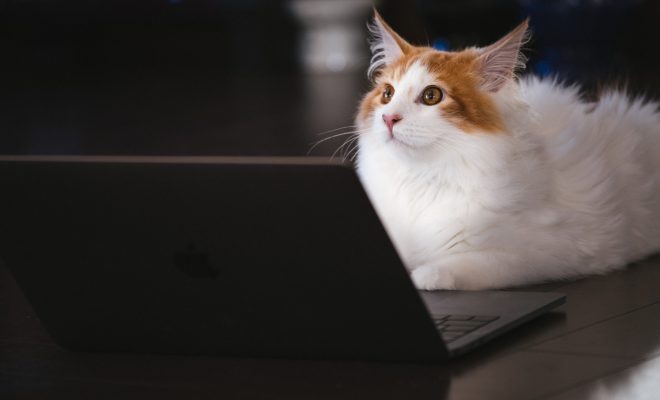 猫とパソコン画像